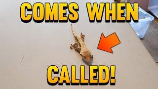 I Trained My Crested Gecko To Come When Called!