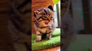 Lovely kittens #music #song #pop #cat #kittten #catvideo #apt #aptrose #aptbruno