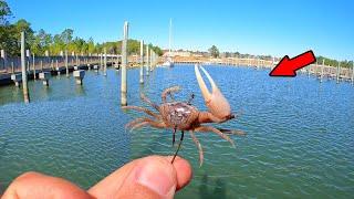 Pitched a Live Crab into an Abandoned Marina *Monster Caught*