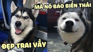 Ai cũng có máu DÊ trong người, NGÁO HUSKY cũng không ngoại lệ | Yêu Lu Official