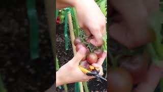 Garden Harvest Compilation SHORT 7     