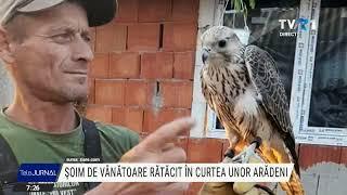 Șoim de vânătoare, rătăcit în curtea unor arădeni