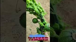 Ngọn cây bí ngô đột biến có rất nhiều hoa và quả