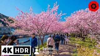 Best Early Sakura near Tokyo - 4K HDR - 3 hours - Japan Cherry Blossoms