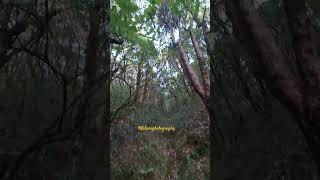 #Kavindra'screation... #junglebookstory #Mukteshwarhillstory        #hiking