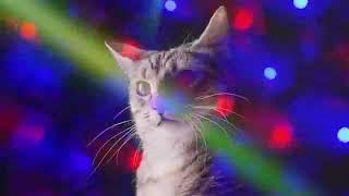 10ЧАСОВ  #ДИСКОТЕКА КОШЕК#  Meow Mix song