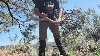 Last year, when I found my biggest elk shed to date.