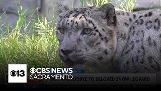 Sacramento Zoo to say goodbye to beloved snow leopard