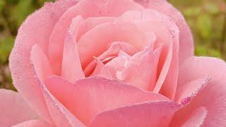 Stunning Roses in Full Bloom : A Visual Journey of Beauty