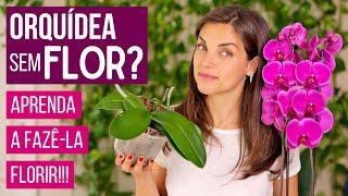 ORQUÍDEA SEM FLOR? 03 DICAS FÁCEIS para FAZER sua ORQUÍDEA FLORIR 