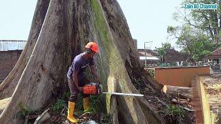 Finally fell, the execution of dead and weather tree is very troubling