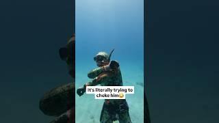 Octopus hunt gone wrong ￼ #youtubeshorts #shortsbeta #trending #trendingshorts #untdaboss