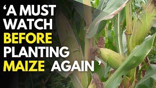 Affordable maize farming techniques in Kenya | Cost and profit of maize production per acre in Kenya