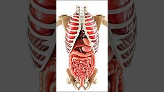 Human Internal Organs 3D Animation - Discover the Wonders of the Human Body #shorts #ad