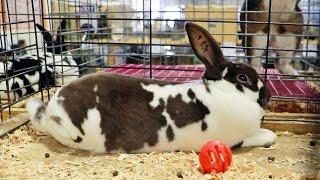 The Smooth, Velvety Mini Rex