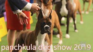 Dog Show In India || Panchkula Dog Show 2019 || Dog Show || Part 2 || Scoobers