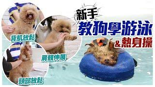 第一次游泳超怕！？新手教狗學游泳 實用熱身操讓你一次就上手！dog swimming｜@熊爸估狗dogtrainer