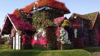 Walking around Miracle Gardens, Dubai | Dubai Travel | Flower Show Dubai