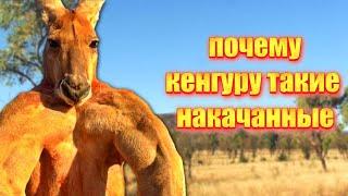 Осторожно, кенгуру! Почему с ними лучше не связываться?