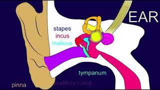 AUDITORY OSSICLES