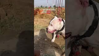 Street dogs attacked on my dog Rocky (pitbull) 