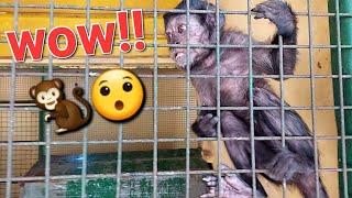 Adorable and Funny Baby Monkey Moments  So Cute! #animals #babymonkey #viralvideo