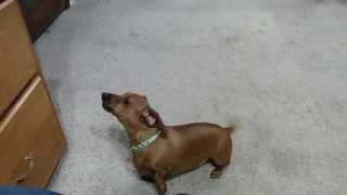 Dachshund Dog howling