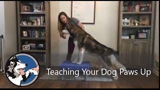 Teaching Your Dog Paws Up