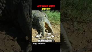 새끼 악어로 위장한 로봇 악어