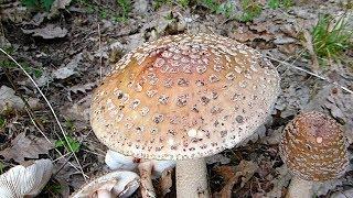 Biserka - Amanita rubescens