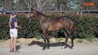 Lot 1228 Better Than Ready x No Time colt - KBL Thoroughbreds