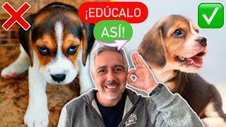 El perro EDUCADO que todos deseamos ¡ES POSIBLE!   - ¿Los perros APRENDEN por OBSERVACIÓN? 