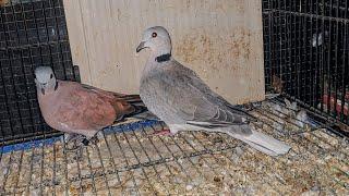 RED TURTLE DOVE MALE X F1 FROSTY FEMALE ( TEST BREEDING )