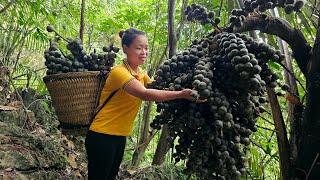 FULL VIDEO: 150 Days Harvest Fruit, Chili, Sapodilla, Peanut go market sell | Cooking, Gardening