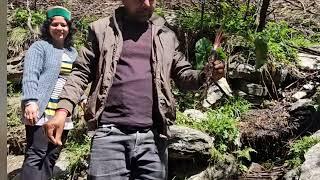  Saussurea lappa vs Arctium lappa 
