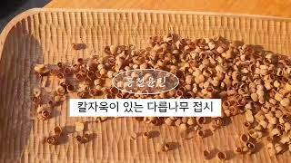 [Woodcarving] 칼자욱이 있는 다릅나무 접시만들기(#23)