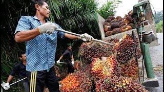 Webinar: Global Palm Oil Market - Statistics, Trends, and Outlook