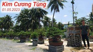 Kim Cương Đài Loan Vạn Niên Tùng BonSai Nghệ Thuật.Vườn Cảnh Hoàng Tấn Chợ Lách Bến Tre Lh0975282803