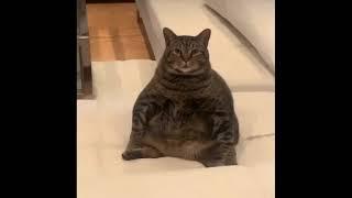 CHONK - Funny Chonky Cats Compilation #chonk #chunkycat