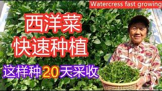 西洋菜如何快速种植好方法 | 手把手教你怎样种植，管理和采收的过程 | 没有种子不用怕 | 只要有它 | 大家都能种上 | 20天可以采收 | Grow Watercress（有字幕)caption