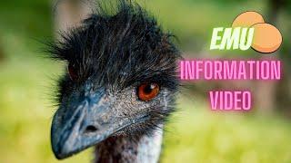 Emu information video [Description & Relationship with humans]