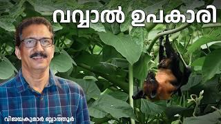 Bats, No Reason to Fear വവ്വാലുകളെ ഇത്ര പേടിക്കണോ? #bats #nipahvirus #malayalam #animals #wildlife