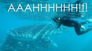 BUCKET LIST ITEM DONE!! Diving with WHALE SHARKS - Walde Sailing ep.109