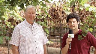 CA Raisin Crop Update & Wildfire Impact