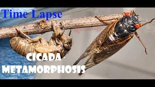 Cicada Metamorphosis Time Lapse