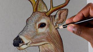 How To Draw A Deer - Colored Pencils