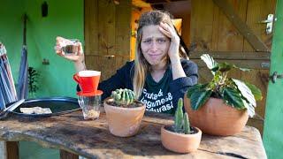 Borra de café nas plantas?!