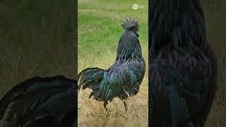 5 Chicken Breeds with Impressive Looks