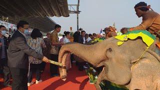 Elephant Baci ບາສີສູ່ຂວັນຊ້າງ Elephant Festival 2021