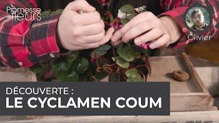 Découverte : le cyclamen coum